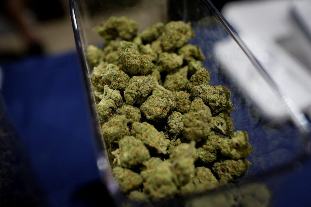 Cannabis buds are seen in a container during the Cannadelic Miami expo Feb. 5, 2022.