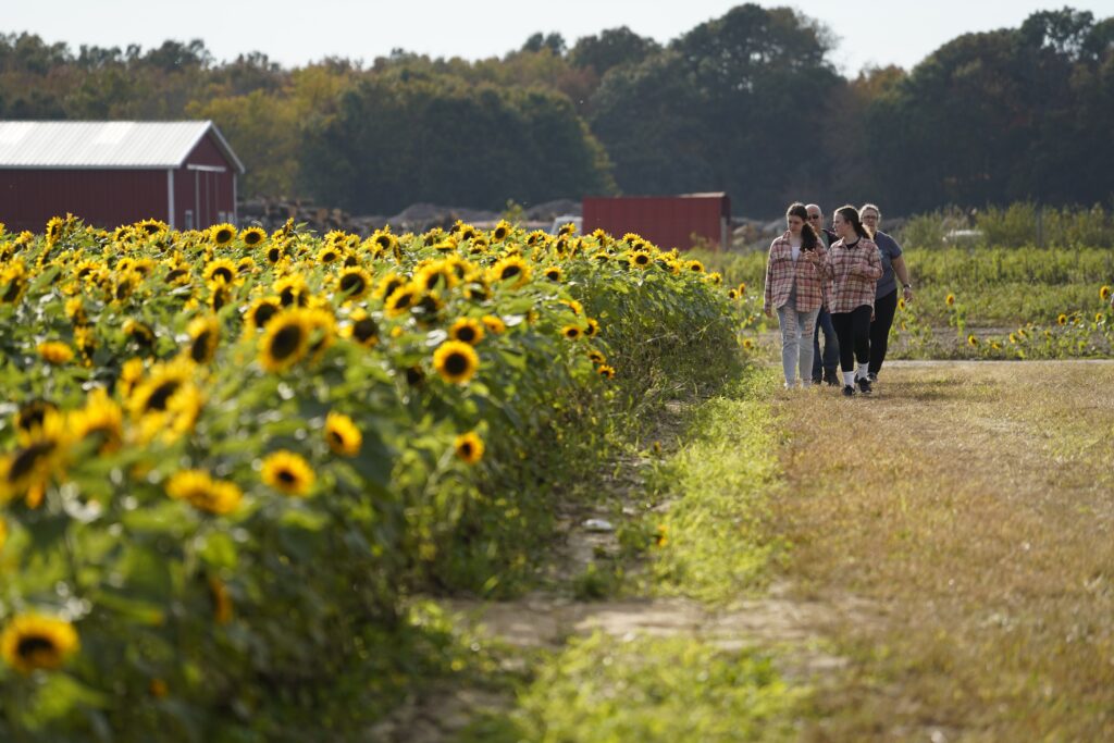 People walk next to a field of sunflowers in Manorville, New York on October 16, 2022.