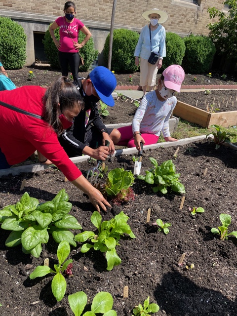 Children planting and tending the Care of Creation garden at St. John the Evangelist Church in White Plains are shown in this undated photo.