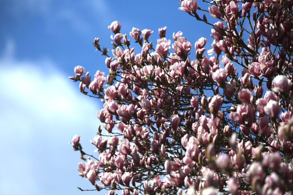 Magnolia blossoms are seen on a tree in Chesapeake Beach, Maryland, March 7, 2023.