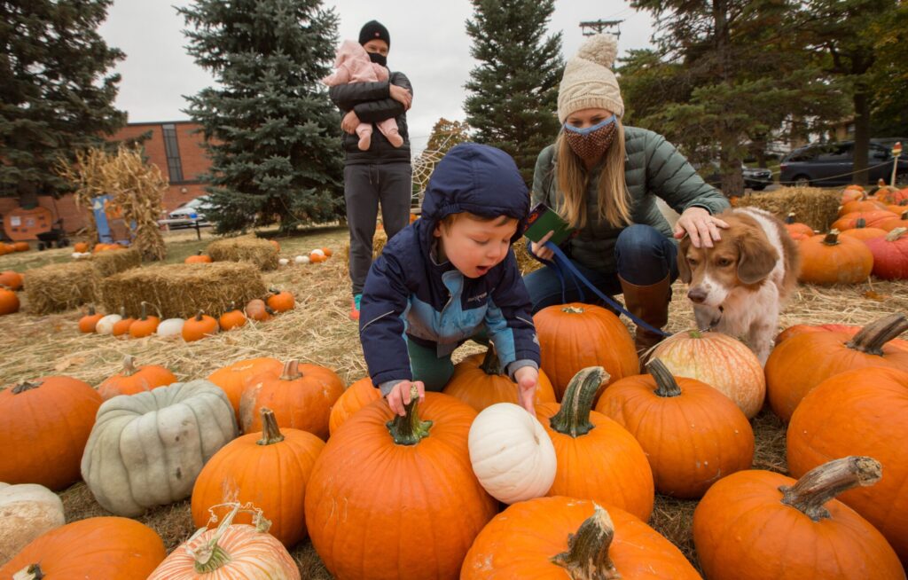 William Quinn searches for just the right pumpkin with help from his mother, Laurie Quinn, and dog, Sam, in the pumpkin patch at Our Lady of Peace in Minneapolis on October 18, 2020.