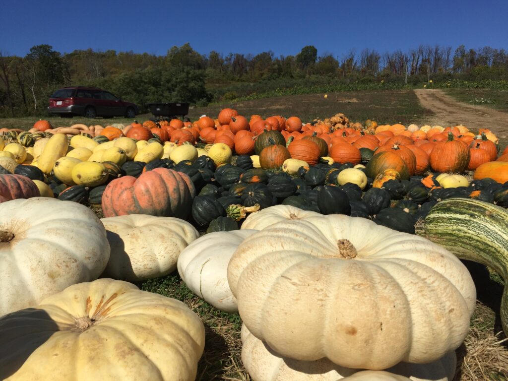 Flat White Boer pumpkins sit among squash, gourds and traditional orange pumpkins at Hollin Farm in Delaplane, Virginia., October 15, 2020.